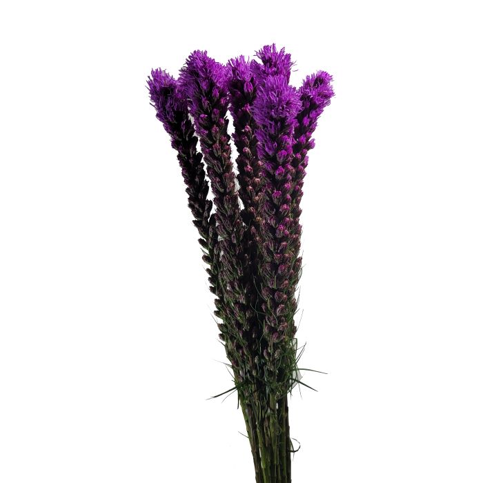 Liatris