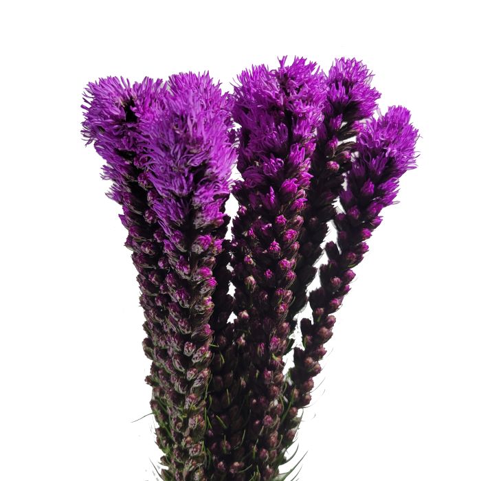 Liatris