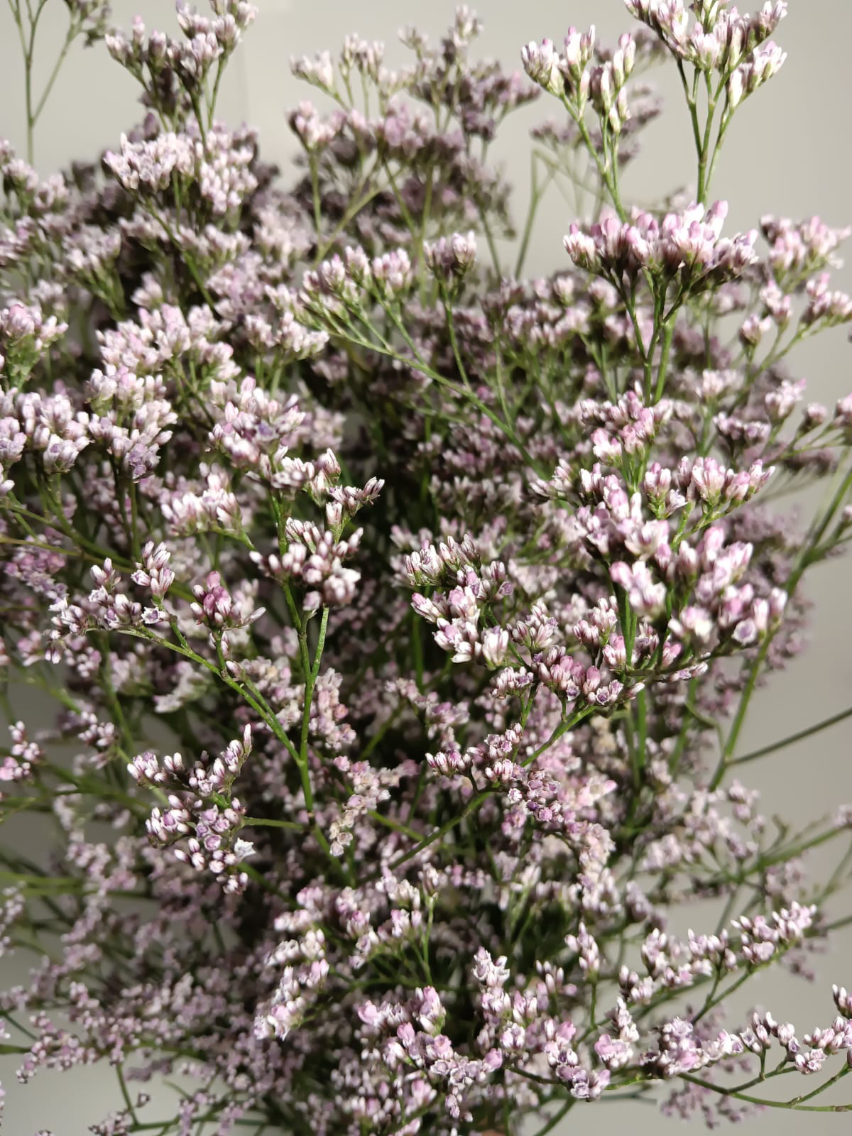 Limonium