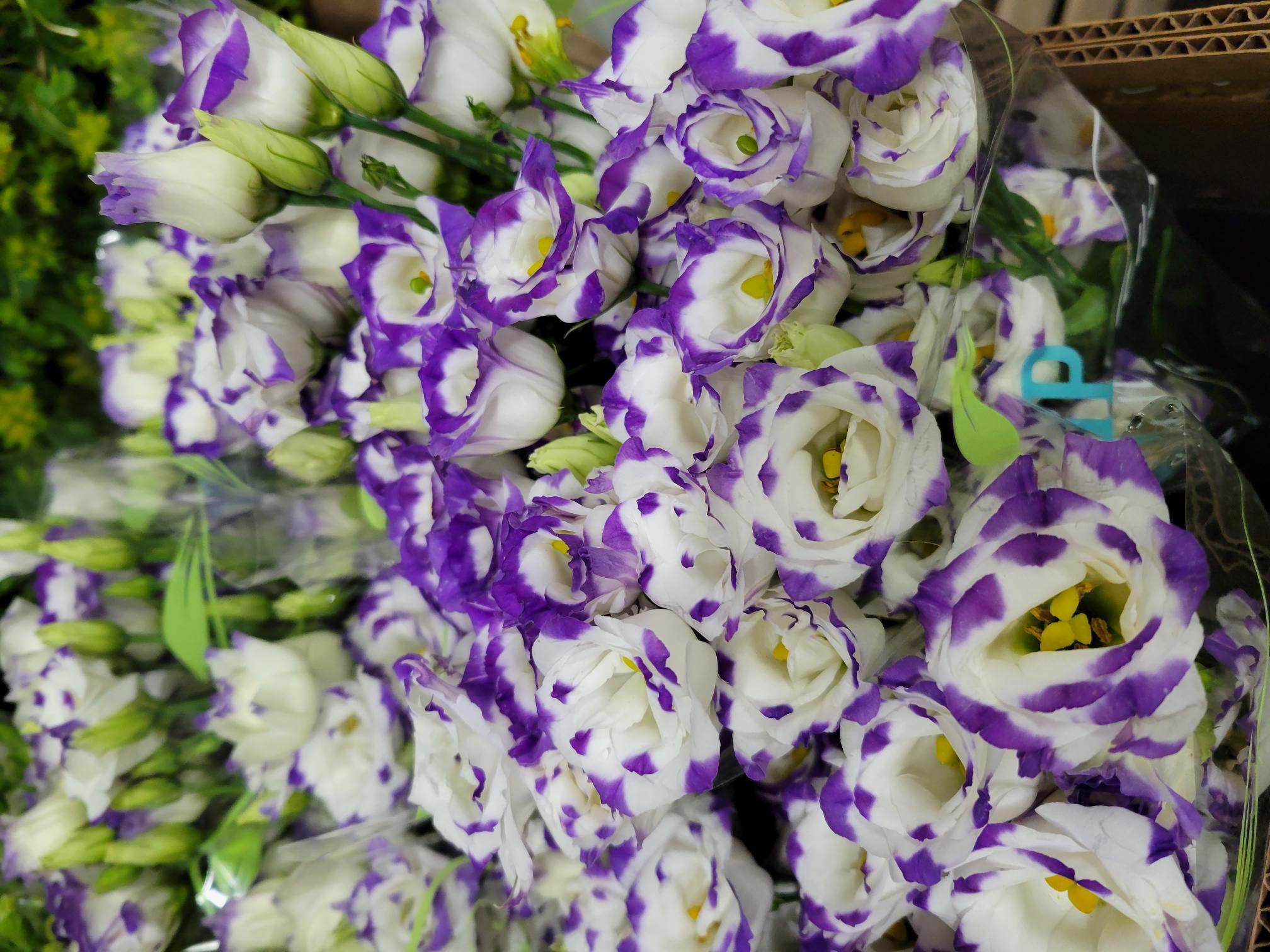 Lisianthus Ca