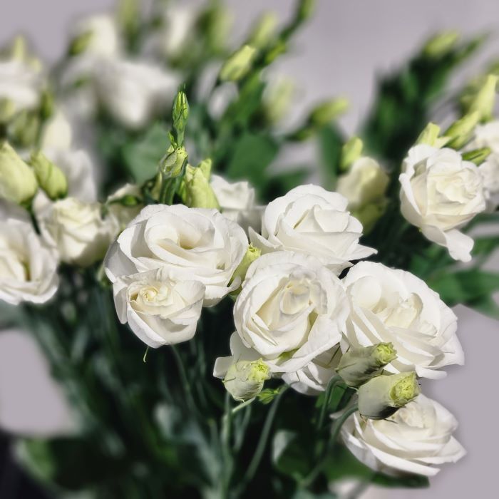 Lisianthus