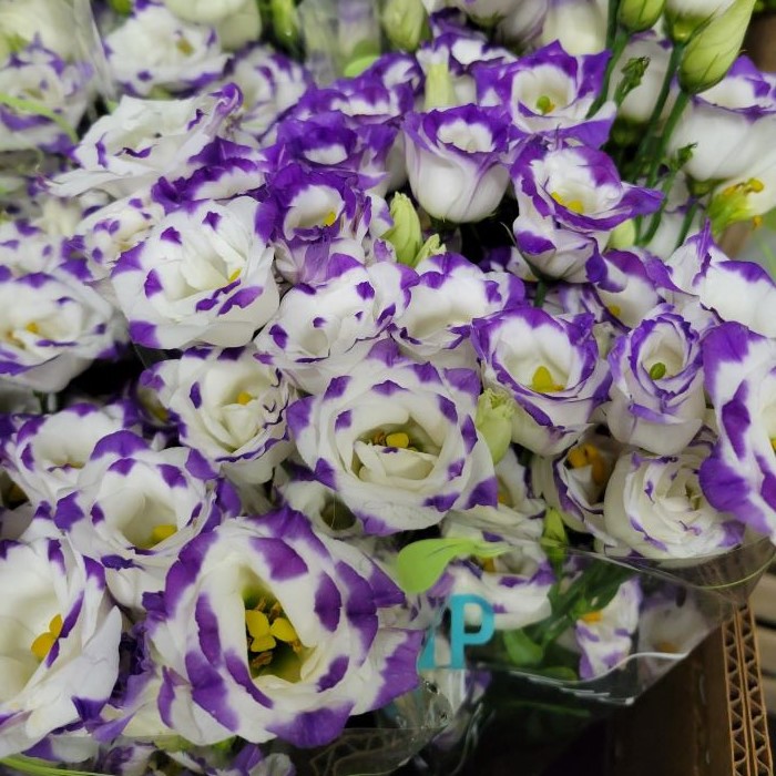 Lisianthus