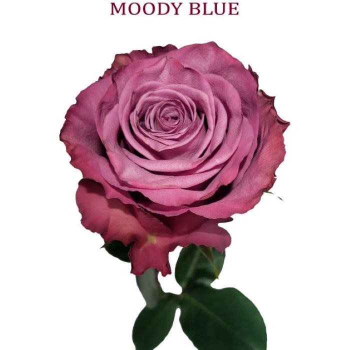 Moody Blue