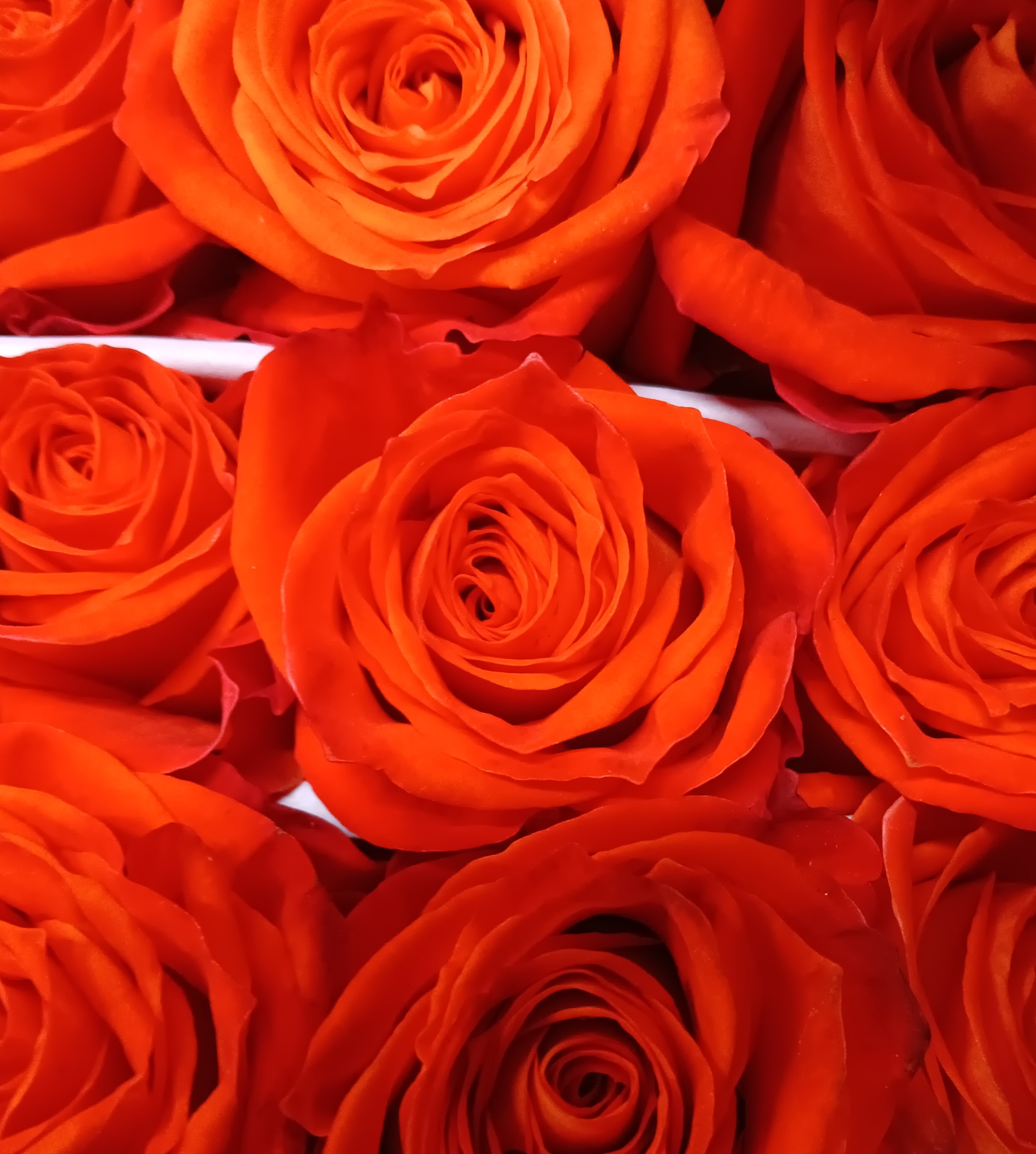 Orange Only