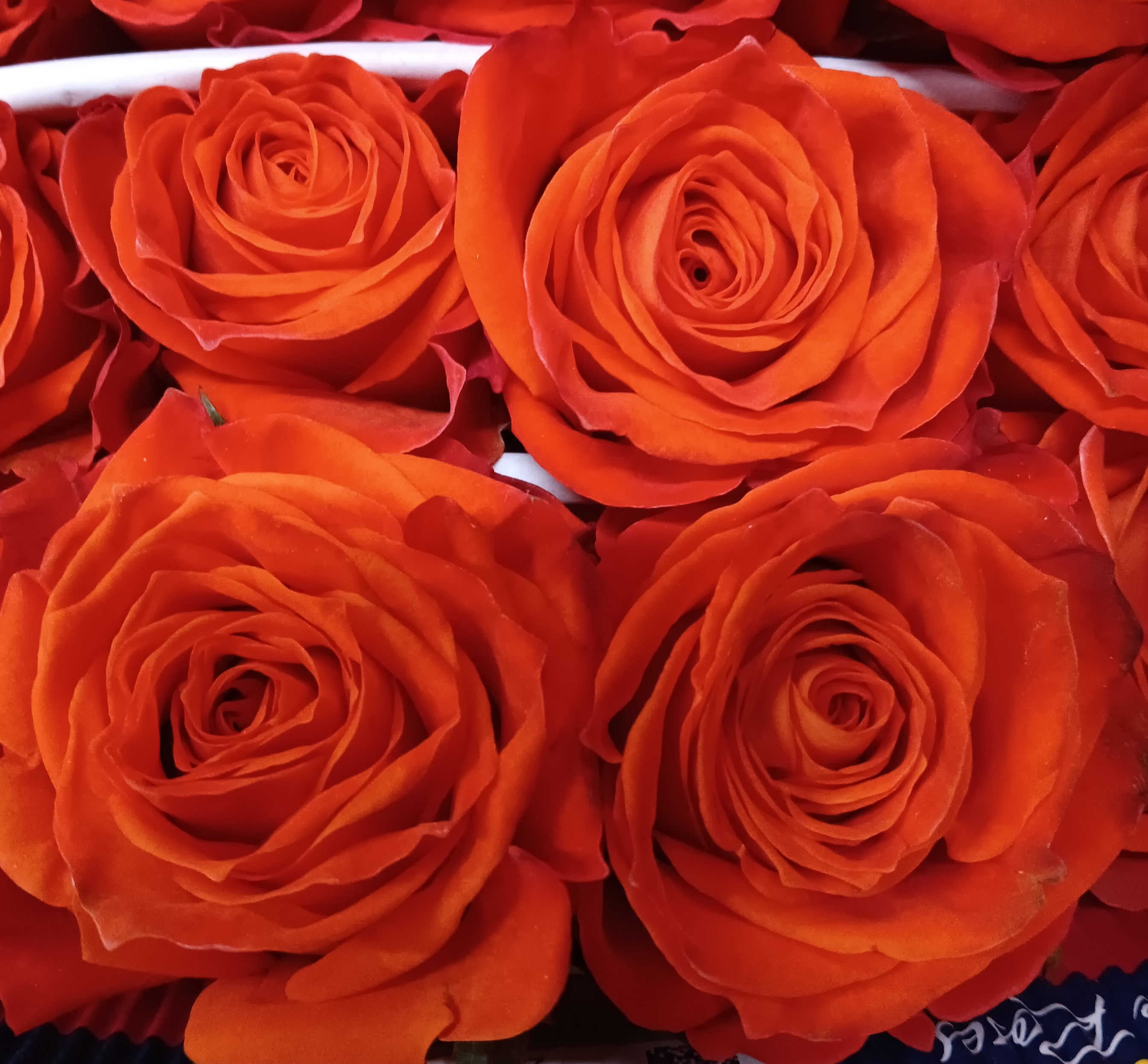 Orange Only