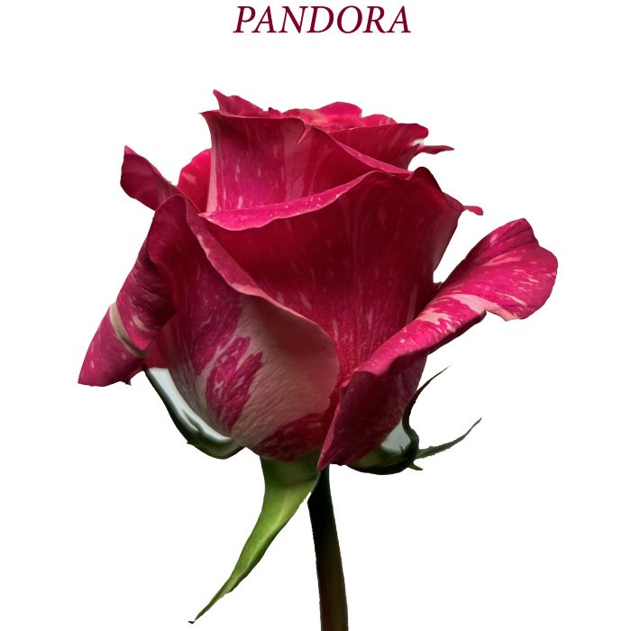Pandora