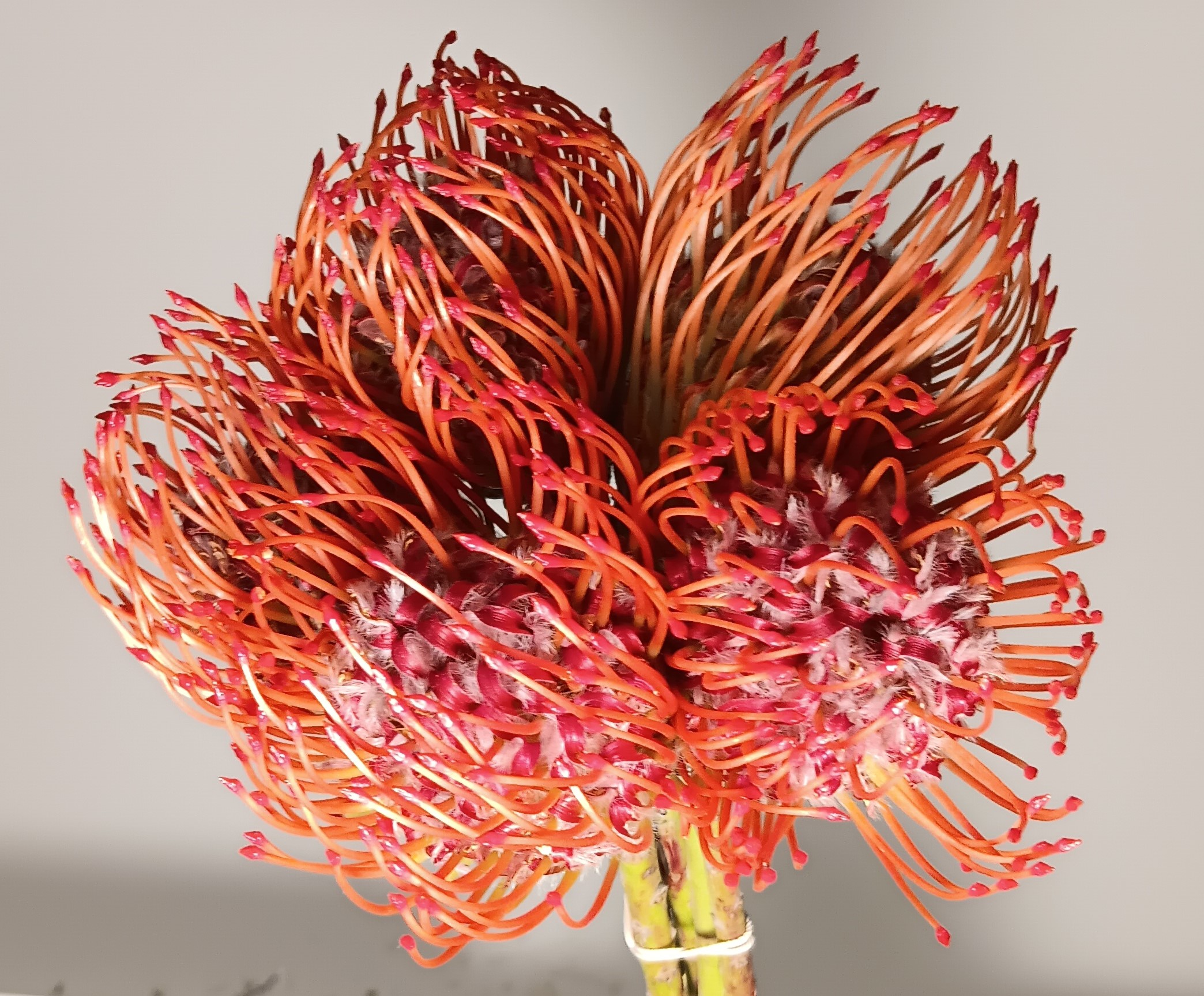Pin Cushion