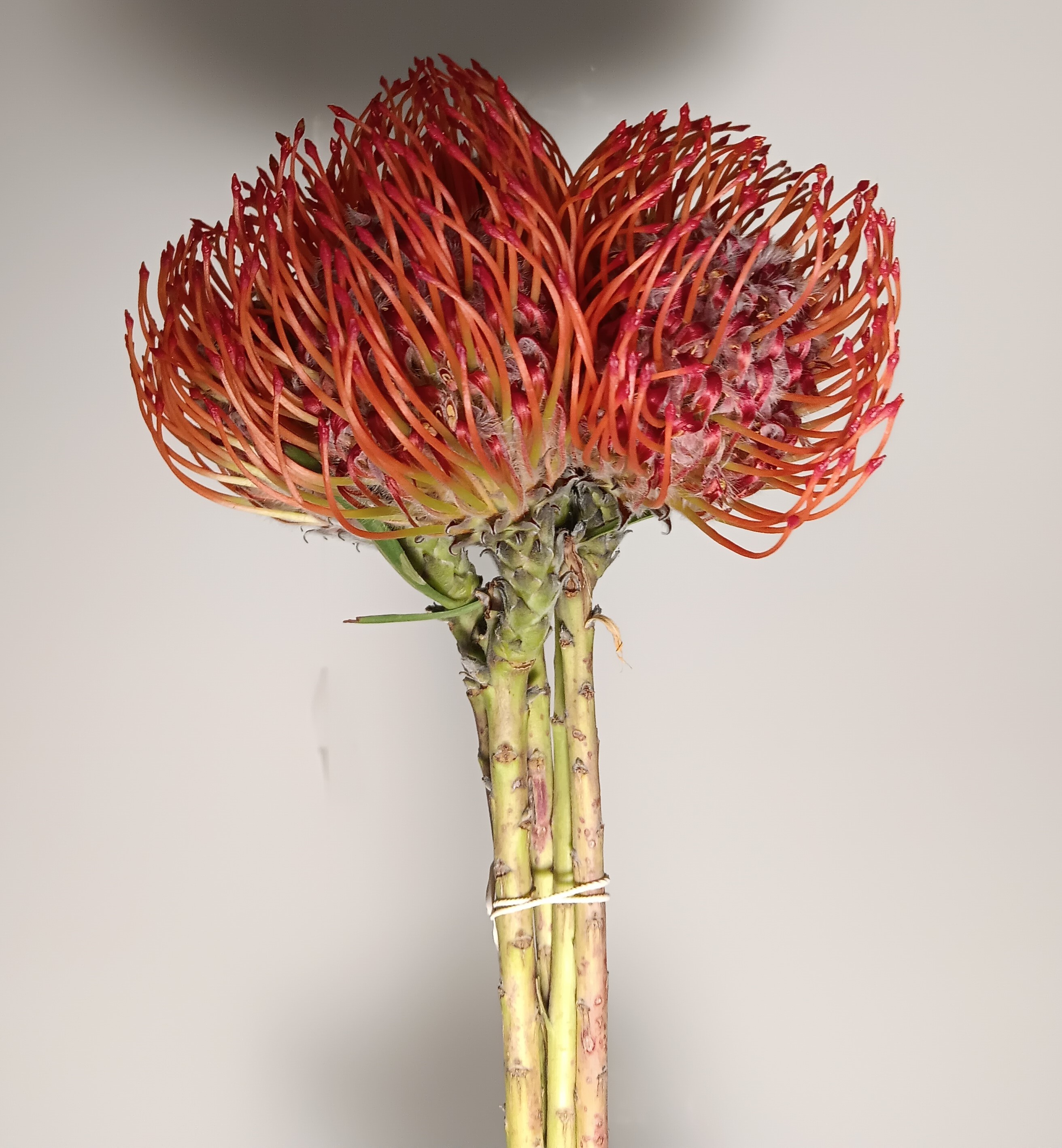 Pin Cushion