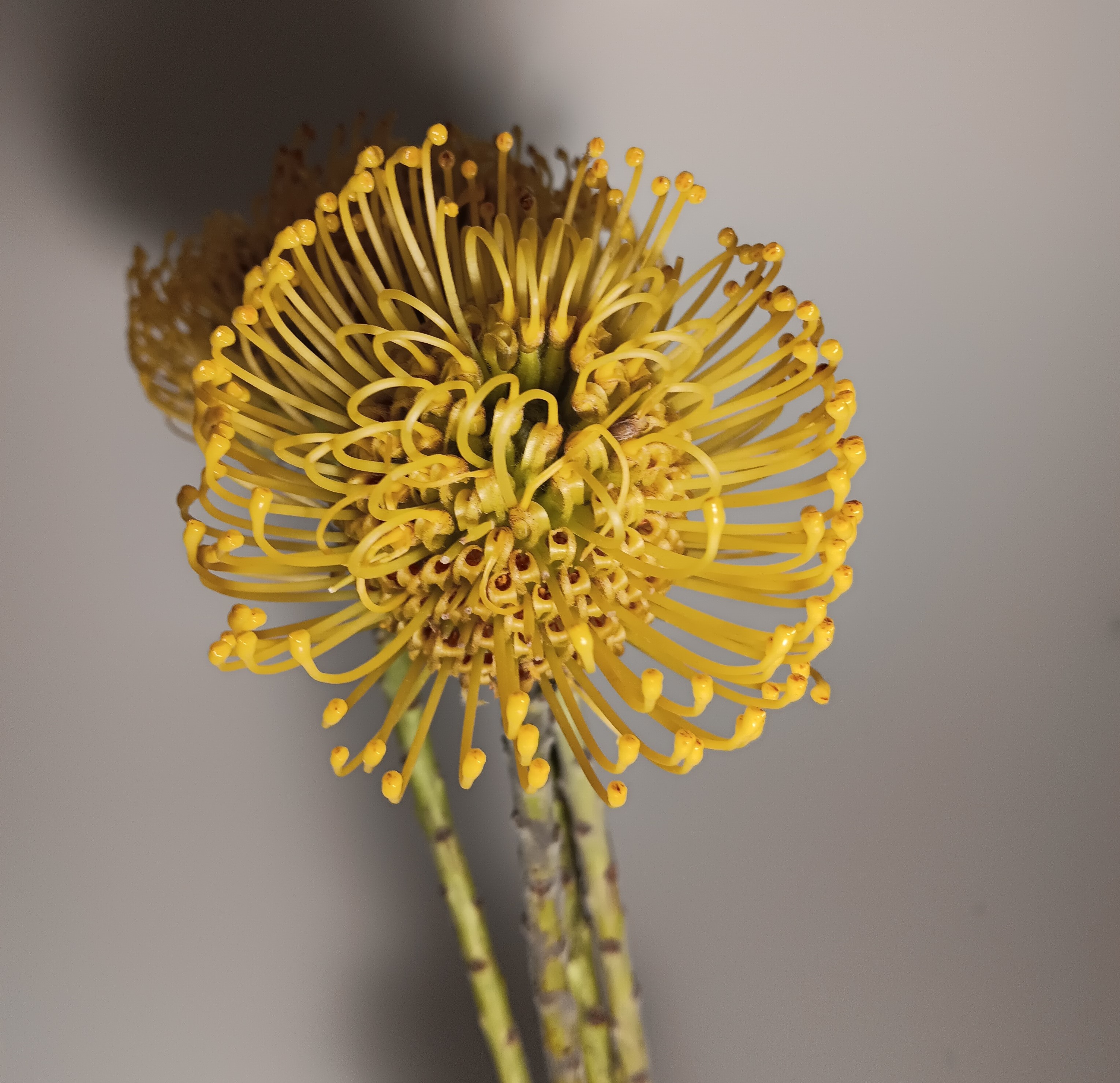 Pin Cushion