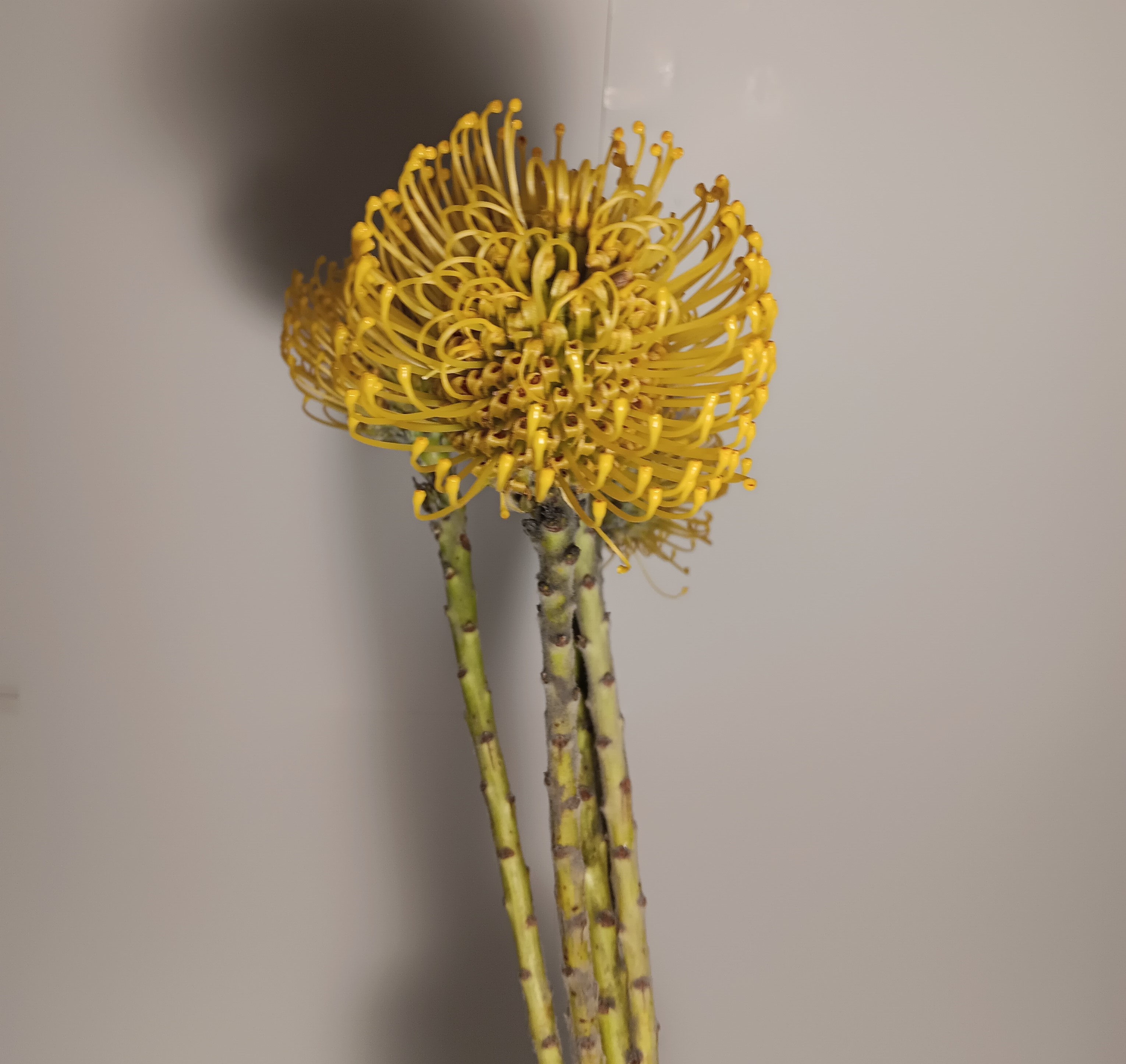Pin Cushion