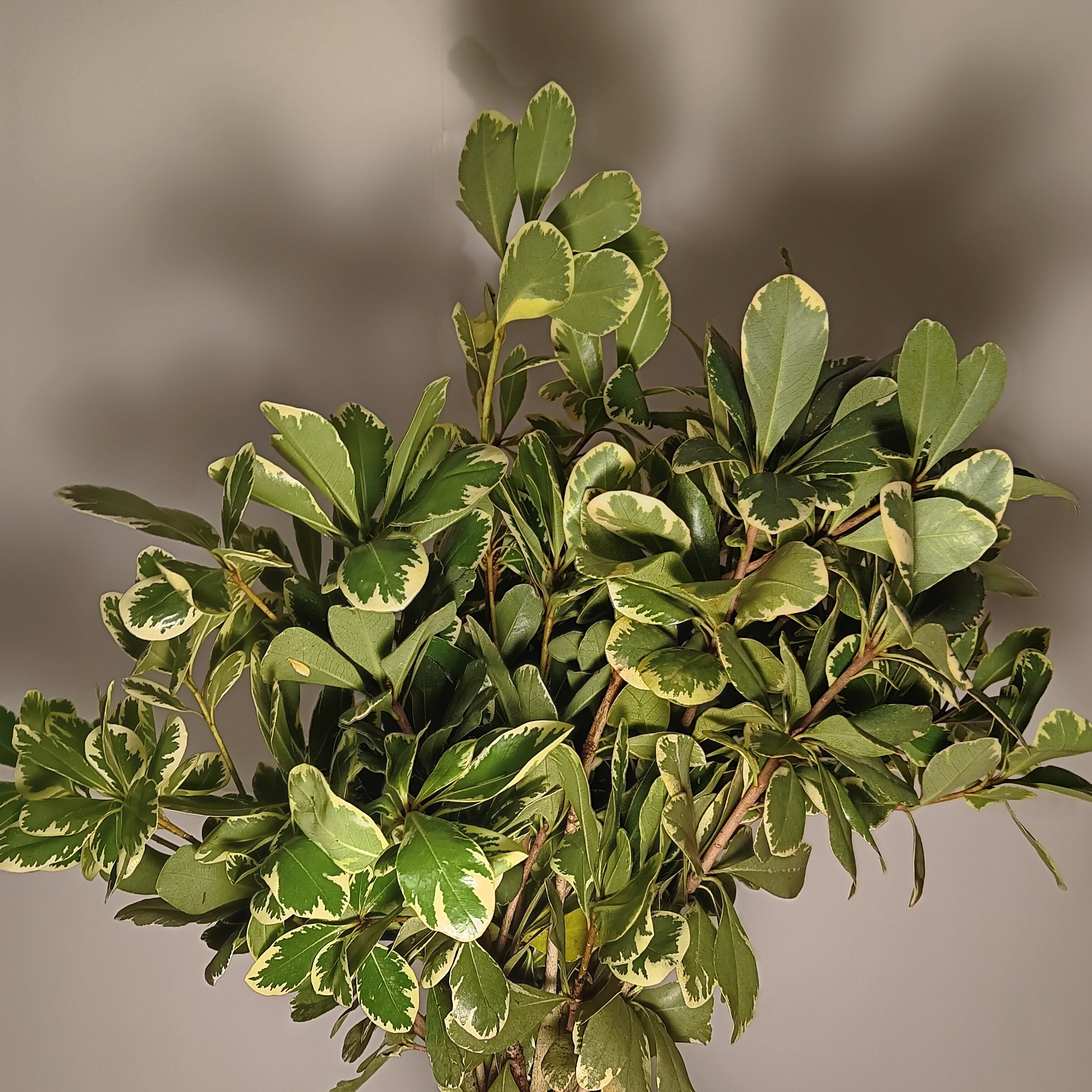 Pittosporum