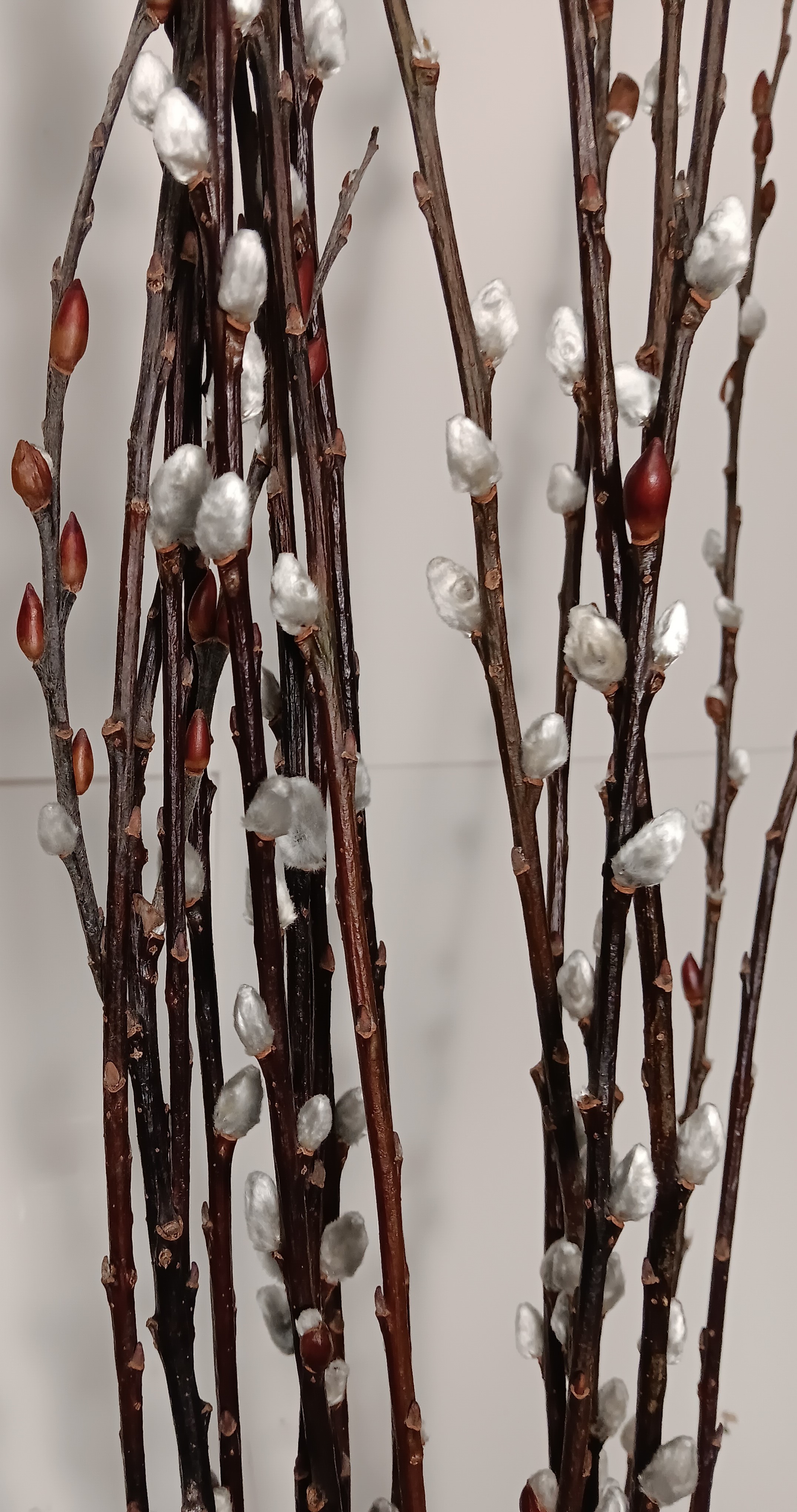Pussy Willow