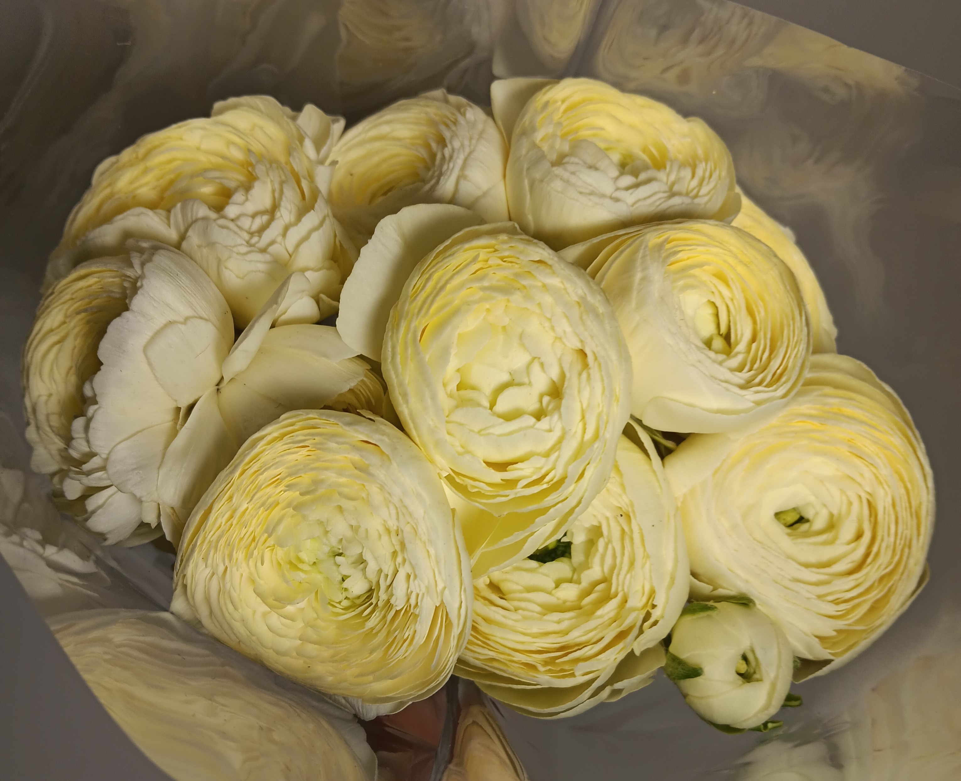 Ranunculus-Buttercup