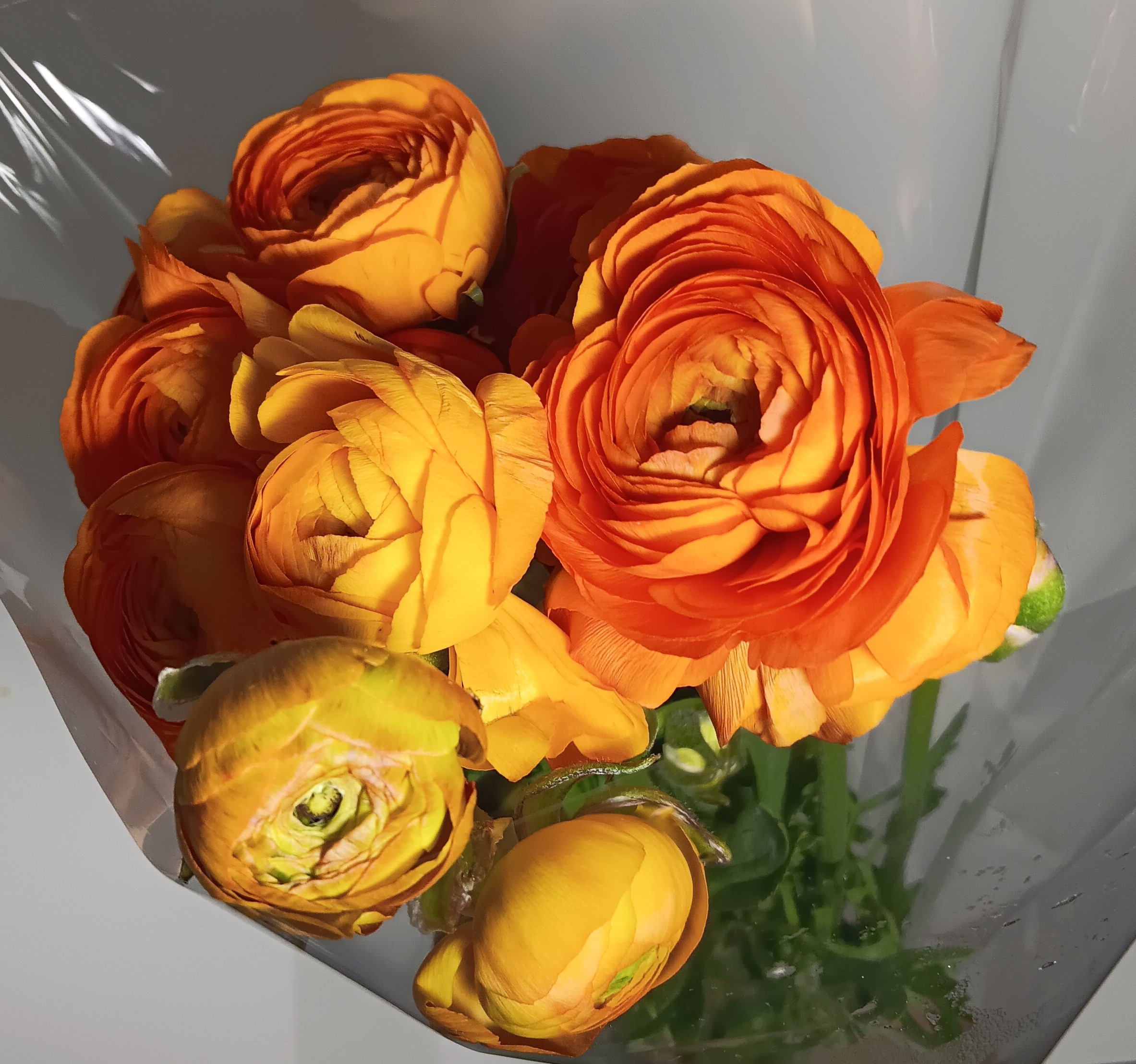 Ranunculus-Buttercup