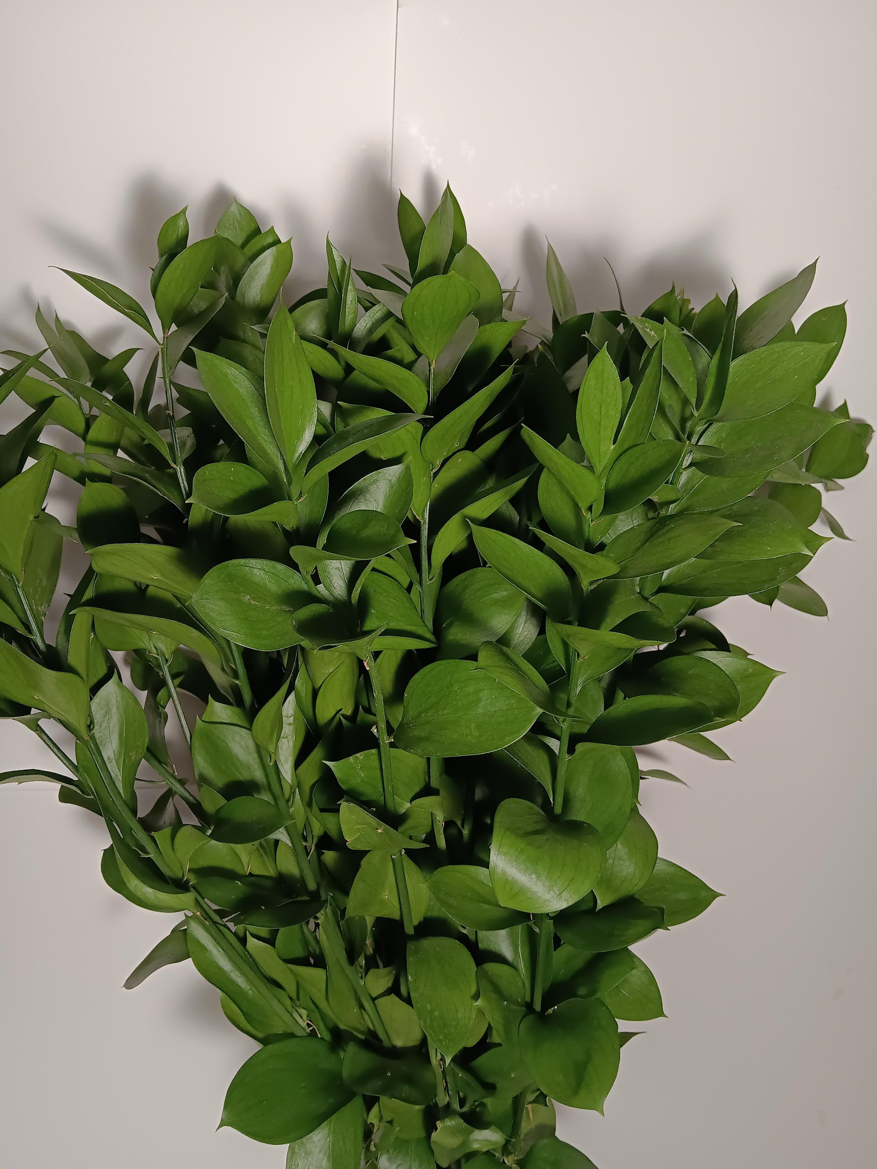 Ruscus