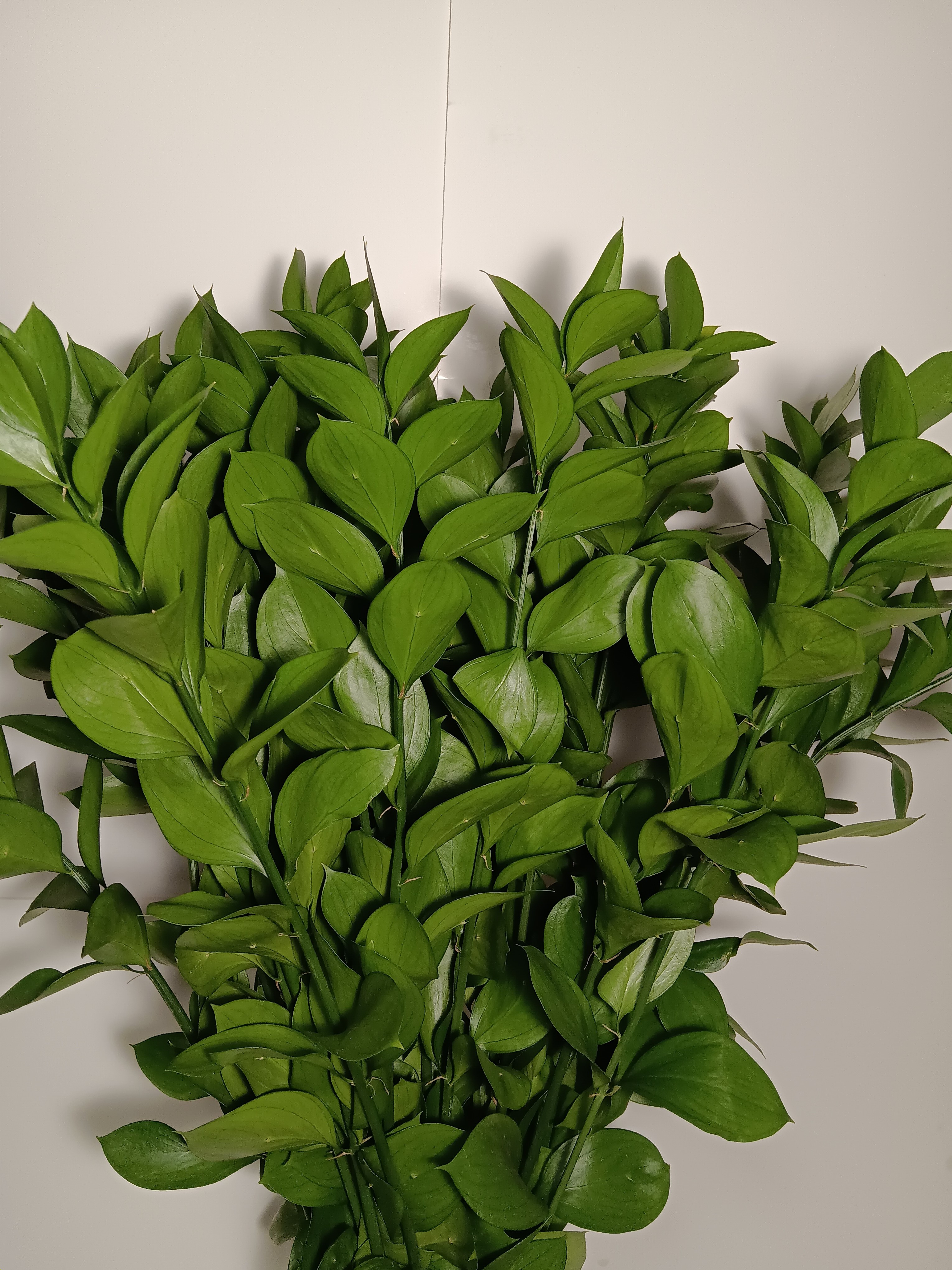 Ruscus