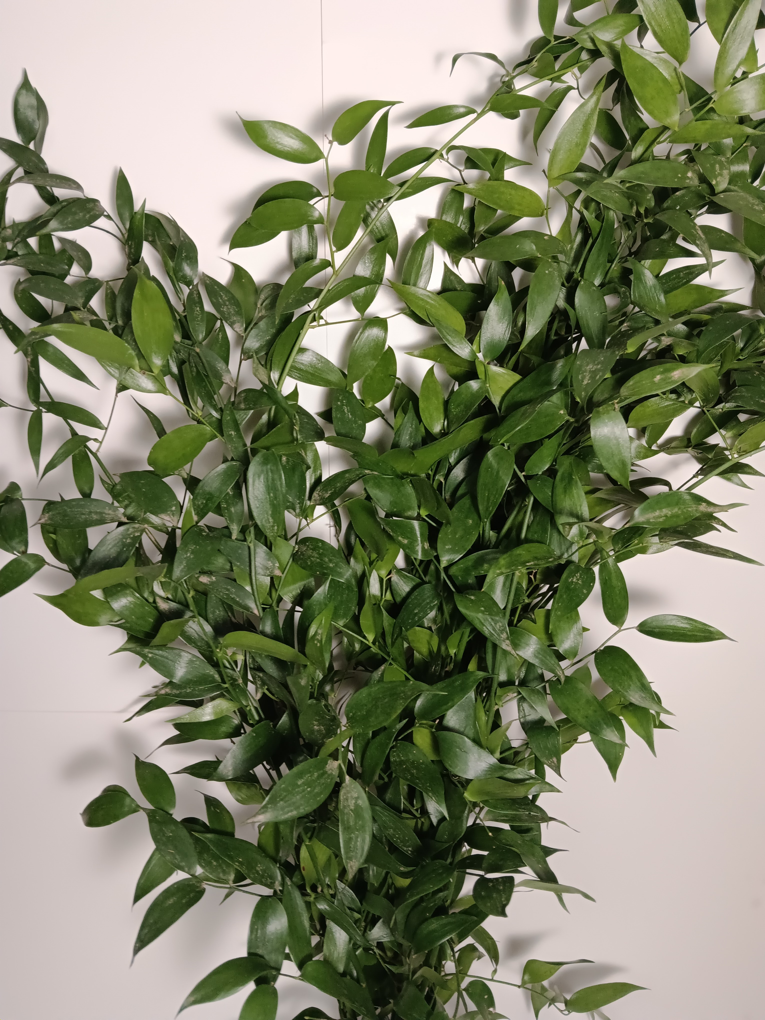 Ruscus
