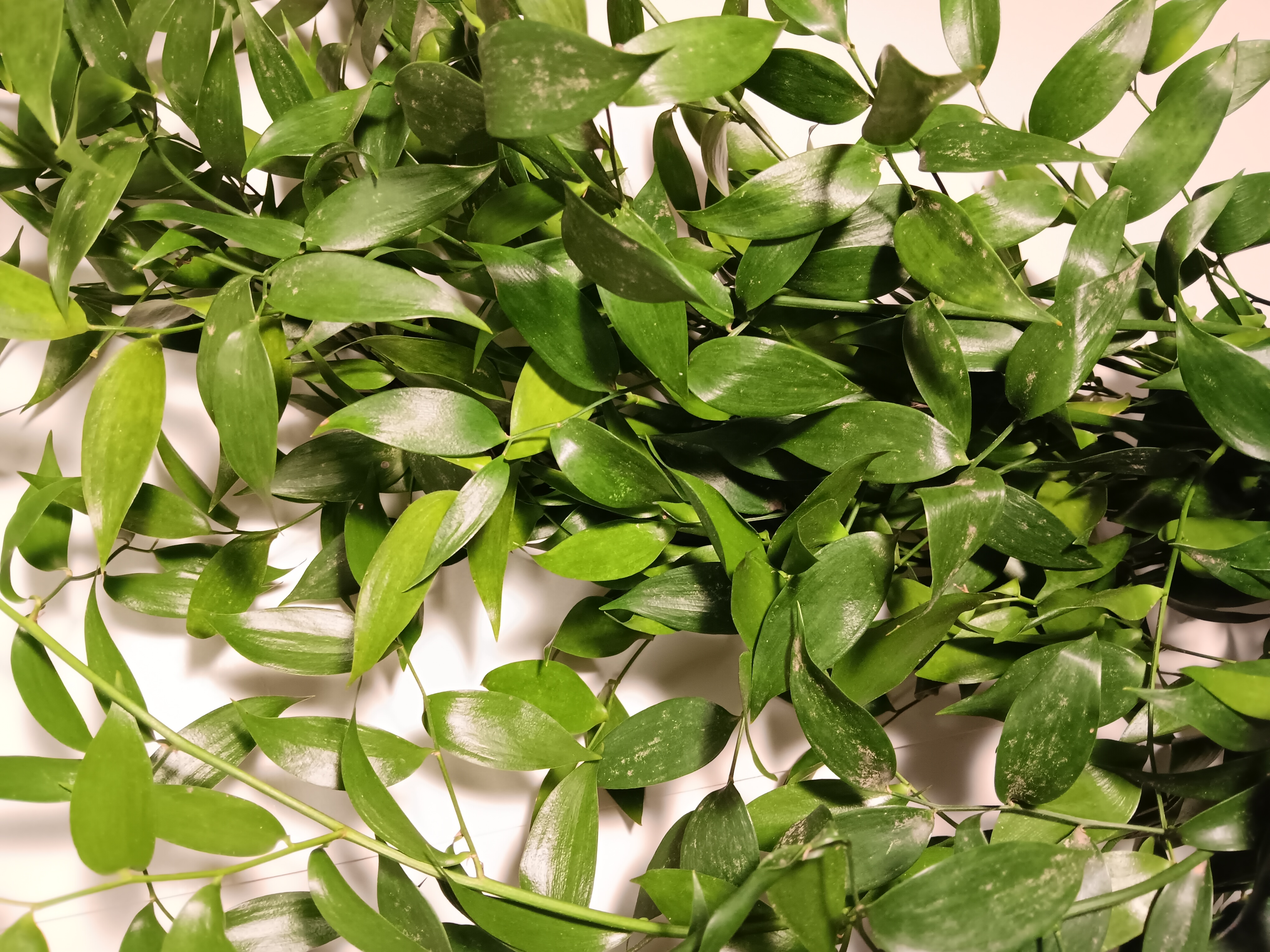 Ruscus