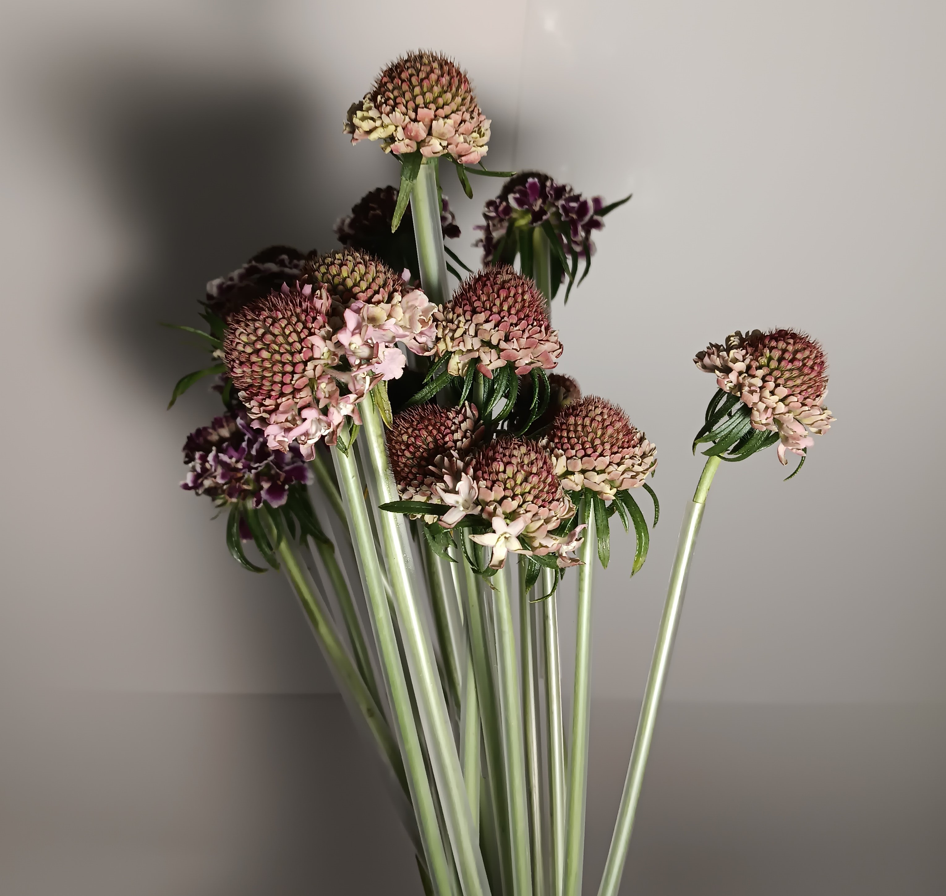 Scabiosa