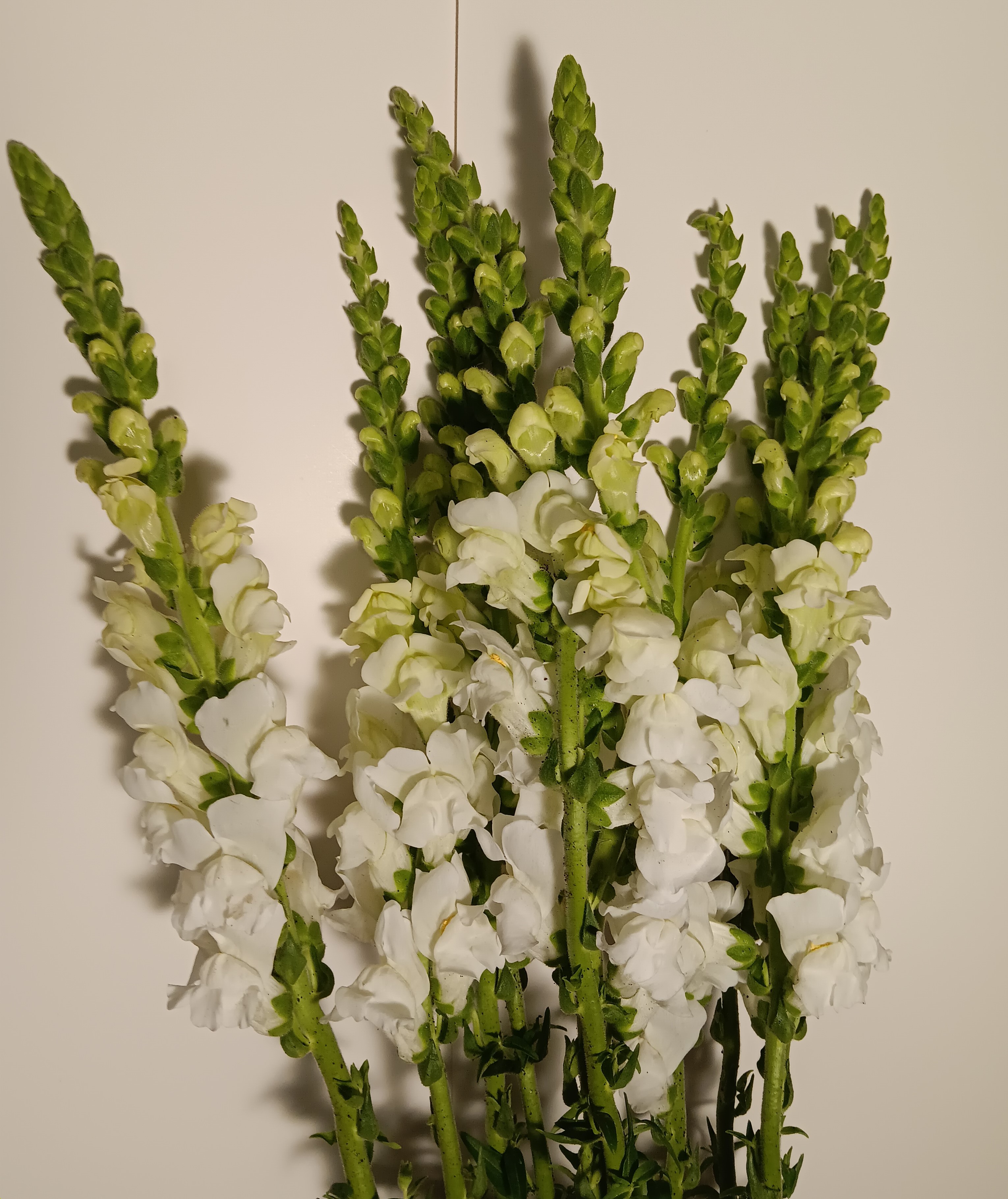 Snapdragon