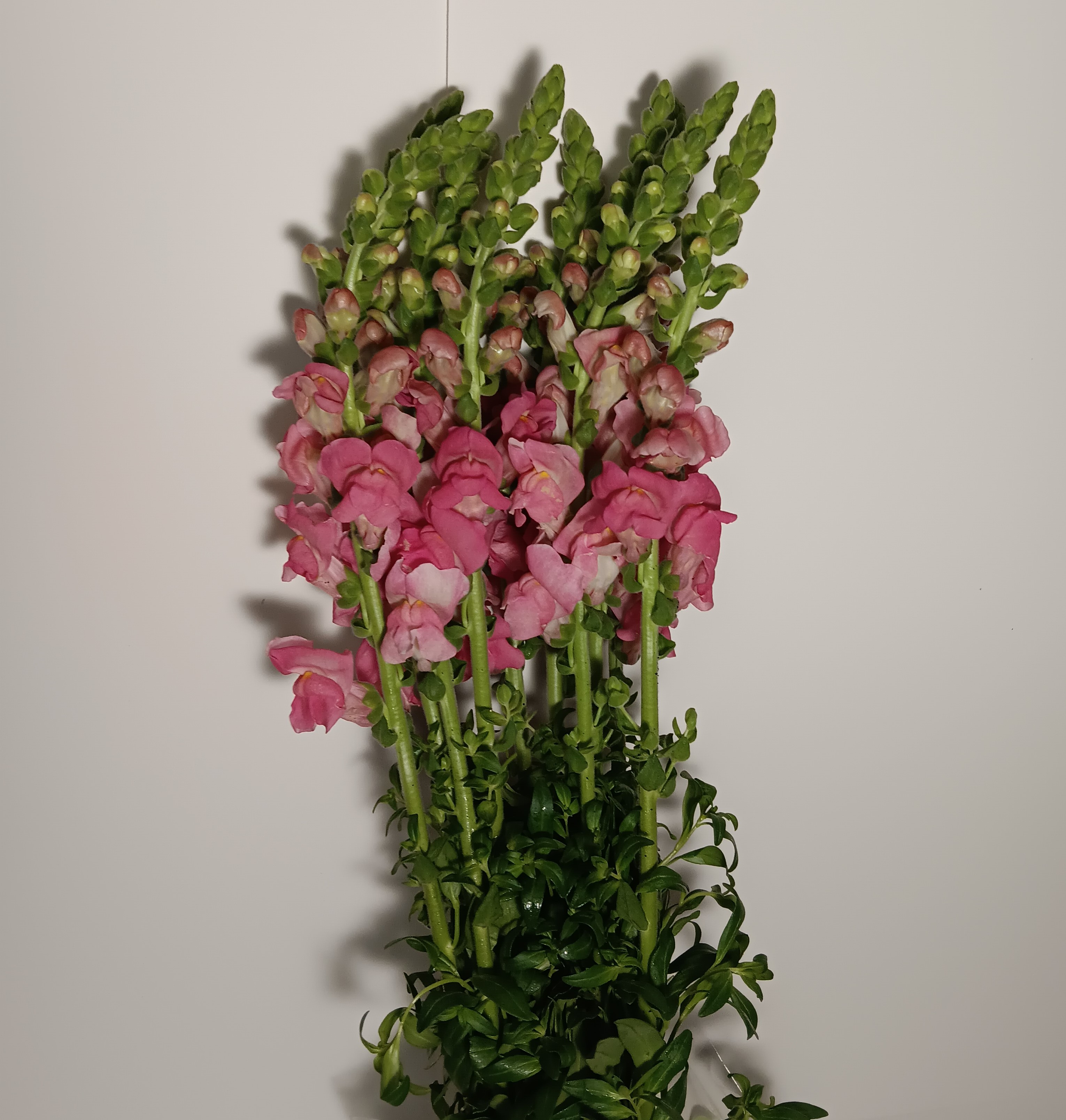 Snapdragon