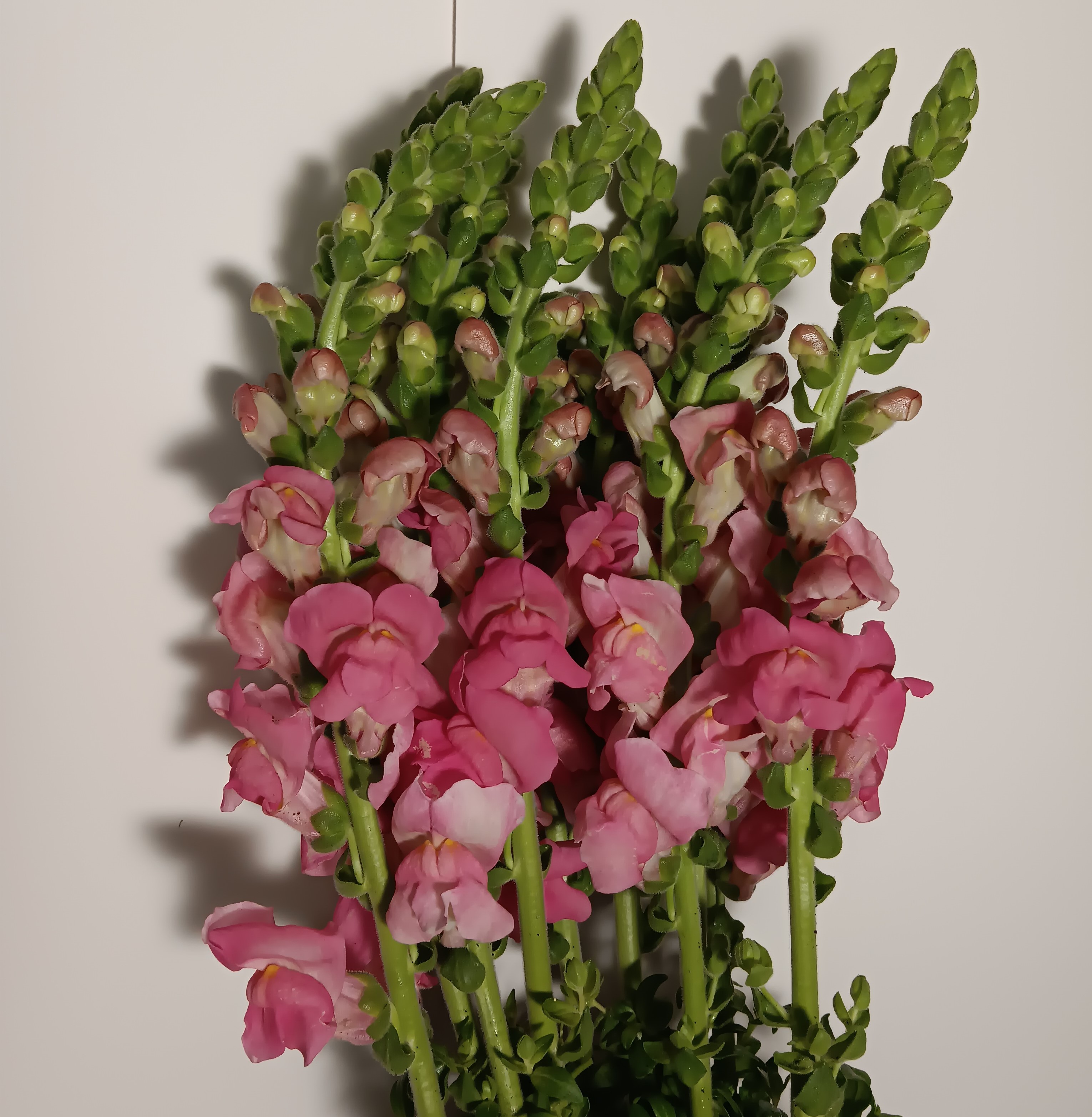 Snapdragon