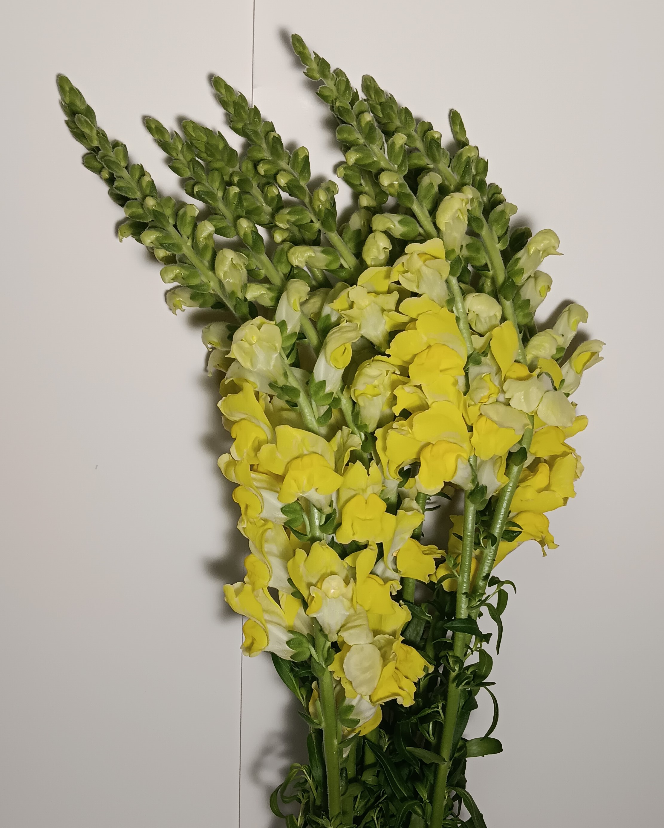 Snapdragon
