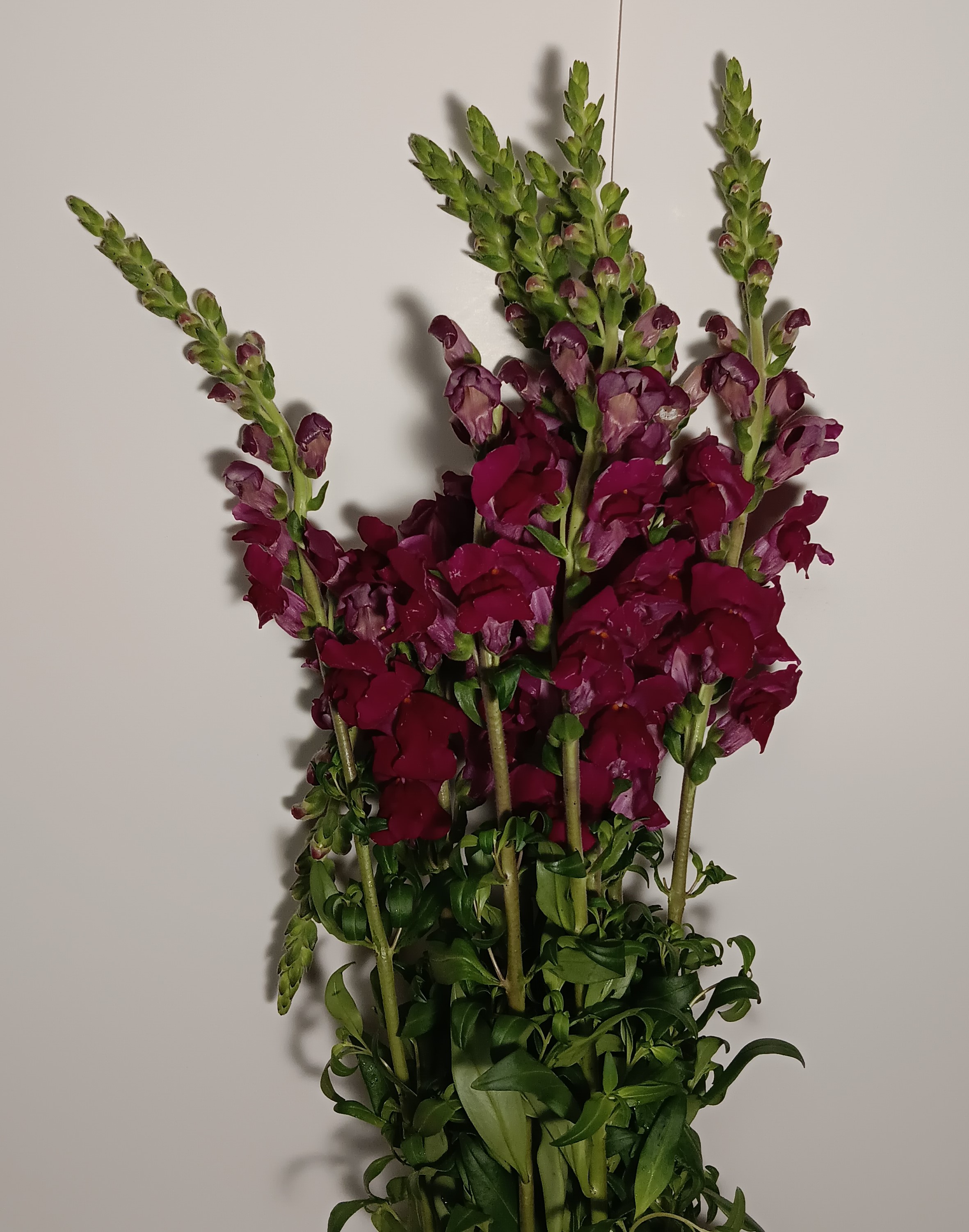 Snapdragon