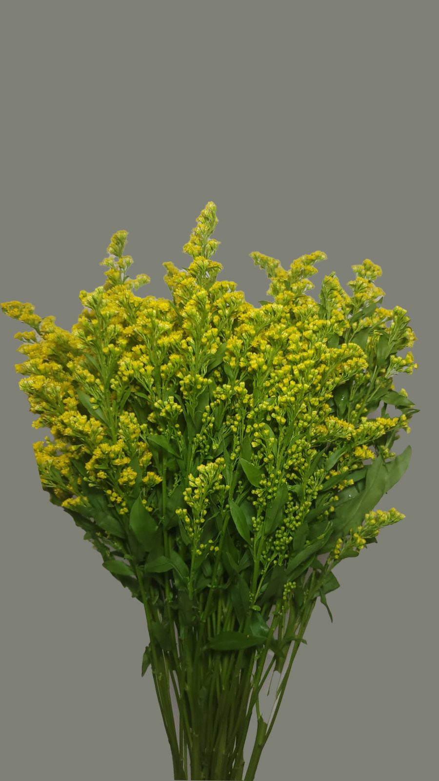 Solidago