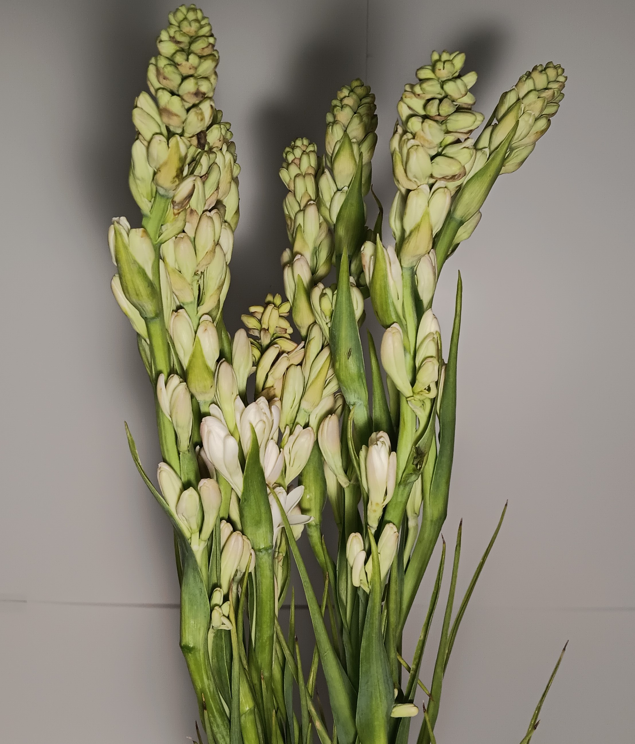 Tuberose