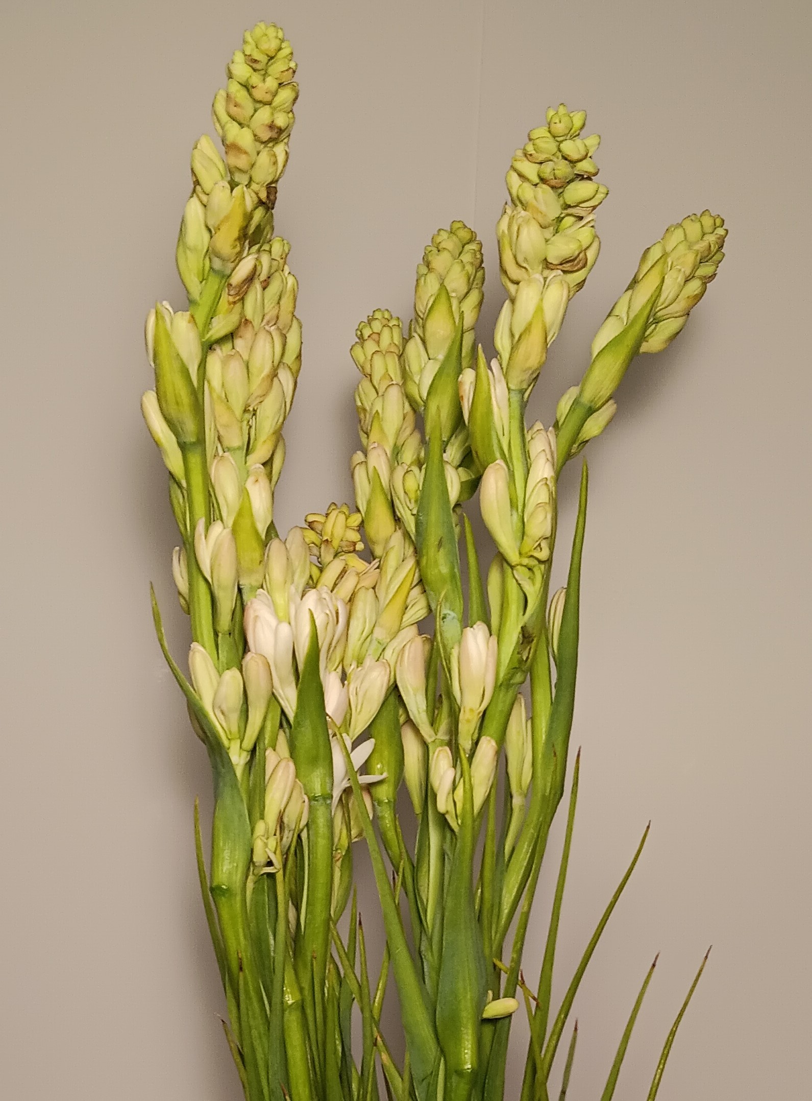 Tuberose