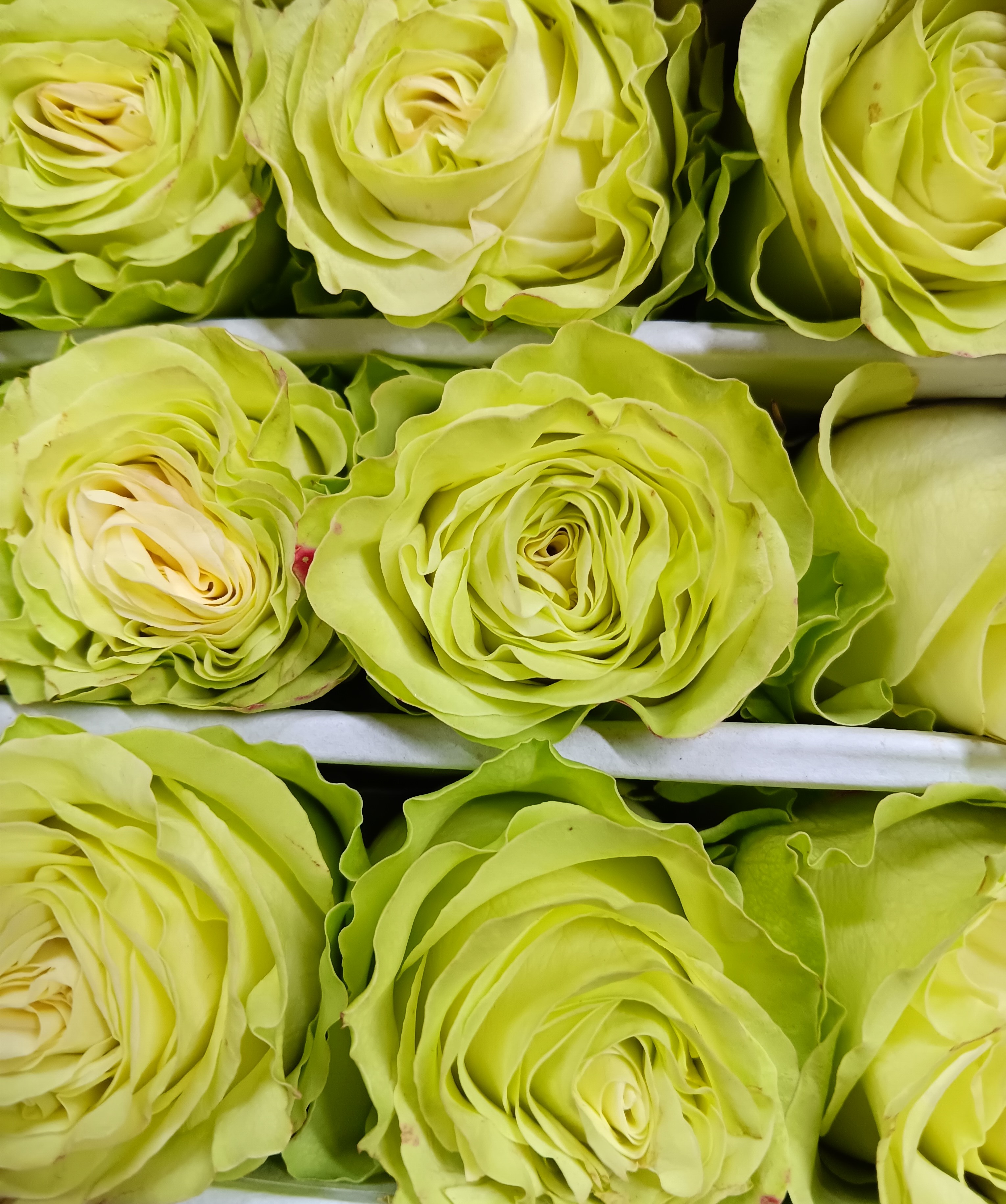 Wasabi
