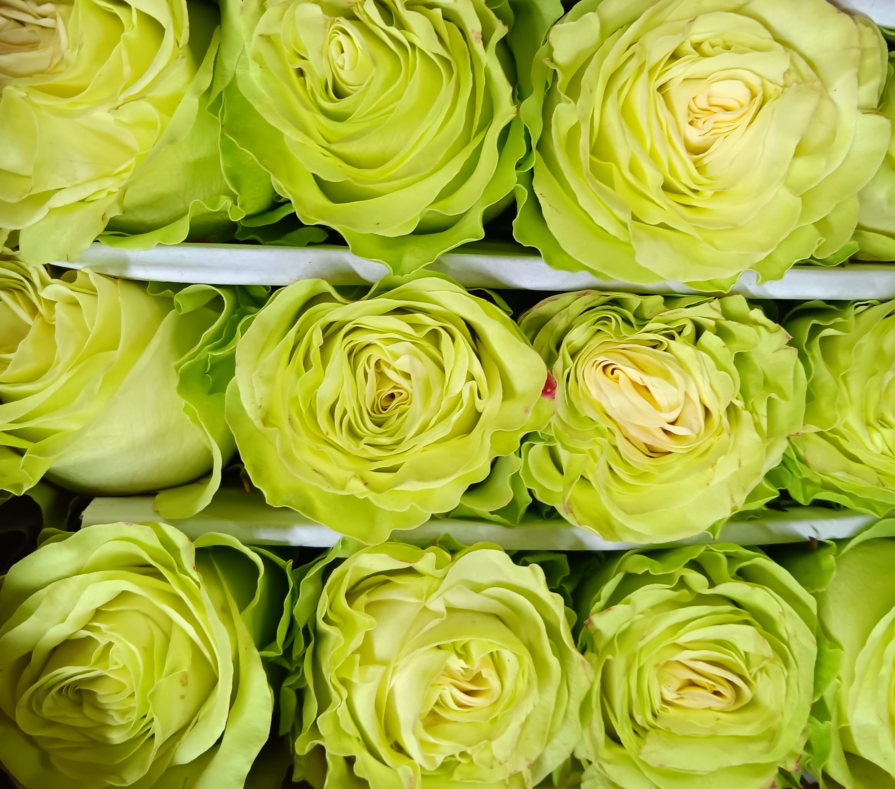 Wasabi