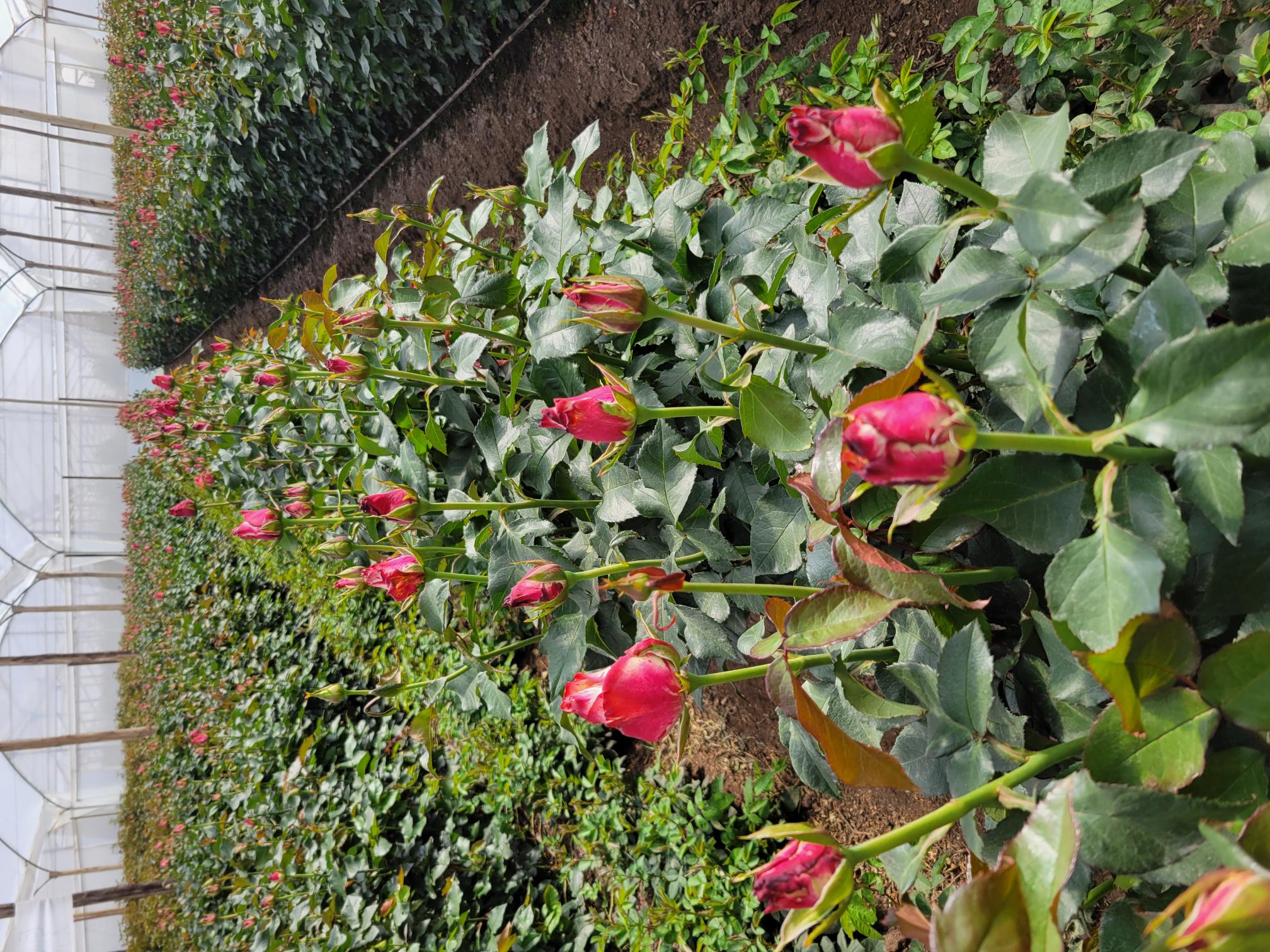 See Where The Roses You Buy From Us Come From
